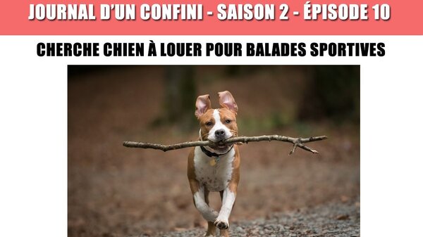 Cherche chien à louer pour longues balades